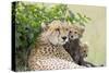 Cheetah Mother and 8-9 Week Old Cubs-null-Stretched Canvas