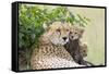 Cheetah Mother and 8-9 Week Old Cubs-null-Framed Stretched Canvas