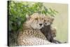 Cheetah Mother and 8-9 Week Old Cubs-null-Stretched Canvas