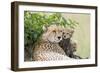 Cheetah Mother and 8-9 Week Old Cubs-null-Framed Photographic Print