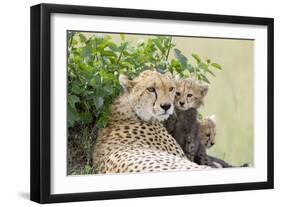 Cheetah Mother and 8-9 Week Old Cubs-null-Framed Photographic Print