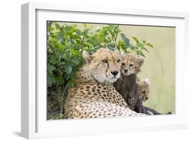 Cheetah Mother and 8-9 Week Old Cubs-null-Framed Photographic Print