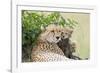 Cheetah Mother and 8-9 Week Old Cubs-null-Framed Photographic Print