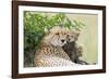 Cheetah Mother and 8-9 Week Old Cubs-null-Framed Photographic Print