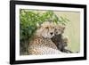 Cheetah Mother and 8-9 Week Old Cubs-null-Framed Photographic Print