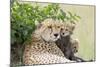 Cheetah Mother and 8-9 Week Old Cubs-null-Mounted Photographic Print