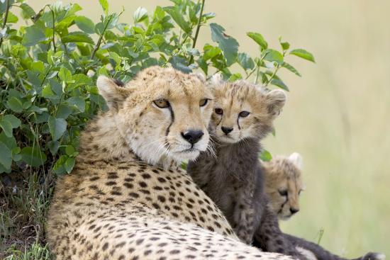 Premium Photographic Print, , large