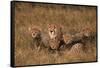 Cheetah Mother and Cubs-DLILLC-Framed Stretched Canvas