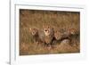 Cheetah Mother and Cubs-DLILLC-Framed Photographic Print