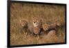 Cheetah Mother and Cubs-DLILLC-Framed Photographic Print