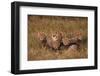 Cheetah Mother and Cubs-DLILLC-Framed Photographic Print