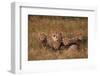 Cheetah Mother and Cubs-DLILLC-Framed Photographic Print