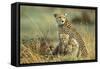 Cheetah Mother with Two or Three-Month Old Cubs-null-Framed Stretched Canvas