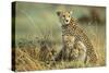 Cheetah Mother with Two or Three-Month Old Cubs-null-Stretched Canvas