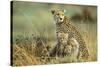 Cheetah Mother with Two or Three-Month Old Cubs-null-Stretched Canvas