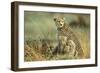 Cheetah Mother with Two or Three-Month Old Cubs-null-Framed Photographic Print
