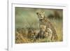 Cheetah Mother with Two or Three-Month Old Cubs-null-Framed Photographic Print