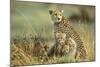 Cheetah Mother with Two or Three-Month Old Cubs-null-Mounted Photographic Print