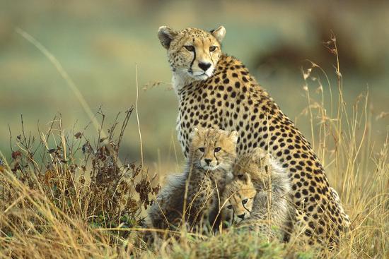 Premium Photographic Print, , large