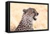 Cheetah N the Masai Mara Reserve in Kenya Africa-OSTILL-Framed Stretched Canvas