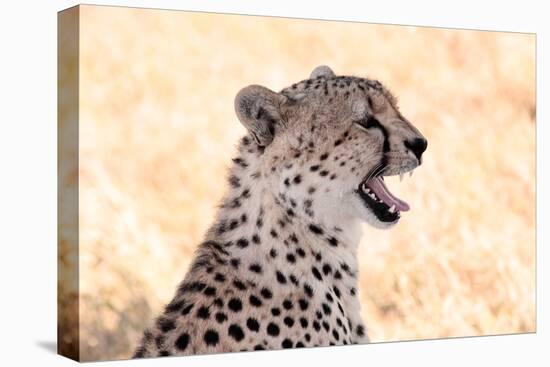 Cheetah N the Masai Mara Reserve in Kenya Africa-OSTILL-Stretched Canvas