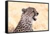 Cheetah N the Masai Mara Reserve in Kenya Africa-OSTILL-Framed Stretched Canvas