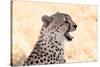 Cheetah N the Masai Mara Reserve in Kenya Africa-OSTILL-Stretched Canvas