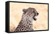 Cheetah N the Masai Mara Reserve in Kenya Africa-OSTILL-Framed Stretched Canvas