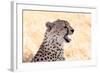 Cheetah N the Masai Mara Reserve in Kenya Africa-OSTILL-Framed Photographic Print