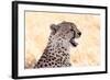 Cheetah N the Masai Mara Reserve in Kenya Africa-OSTILL-Framed Photographic Print