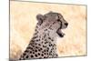 Cheetah N the Masai Mara Reserve in Kenya Africa-OSTILL-Mounted Photographic Print
