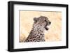 Cheetah N the Masai Mara Reserve in Kenya Africa-OSTILL-Framed Photographic Print