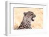 Cheetah N the Masai Mara Reserve in Kenya Africa-OSTILL-Framed Photographic Print