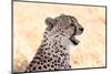 Cheetah N the Masai Mara Reserve in Kenya Africa-OSTILL-Mounted Photographic Print