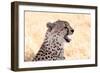 Cheetah N the Masai Mara Reserve in Kenya Africa-OSTILL-Framed Photographic Print