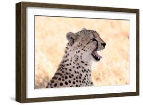 Cheetah N the Masai Mara Reserve in Kenya Africa-OSTILL-Framed Photographic Print