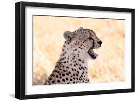 Cheetah N the Masai Mara Reserve in Kenya Africa-OSTILL-Framed Photographic Print