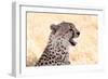 Cheetah N the Masai Mara Reserve in Kenya Africa-OSTILL-Framed Photographic Print