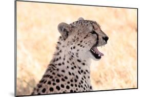 Cheetah N the Masai Mara Reserve in Kenya Africa-OSTILL-Mounted Photographic Print