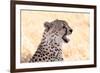 Cheetah N the Masai Mara Reserve in Kenya Africa-OSTILL-Framed Photographic Print