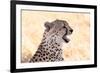 Cheetah N the Masai Mara Reserve in Kenya Africa-OSTILL-Framed Photographic Print