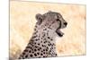 Cheetah N the Masai Mara Reserve in Kenya Africa-OSTILL-Mounted Photographic Print