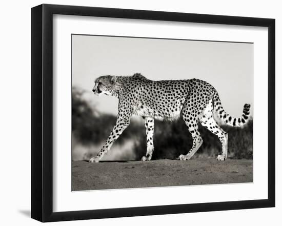 Cheetah, Namibia, Africa-Frank Krahmer-Framed Art Print