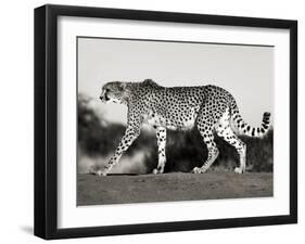 Cheetah, Namibia, Africa-Frank Krahmer-Framed Art Print