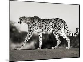 Cheetah, Namibia, Africa-Frank Krahmer-Mounted Art Print