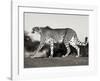 Cheetah, Namibia, Africa-Frank Krahmer-Framed Art Print