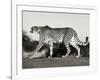 Cheetah, Namibia, Africa-Frank Krahmer-Framed Art Print