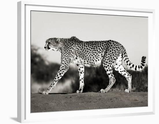 Cheetah, Namibia, Africa-Frank Krahmer-Framed Art Print