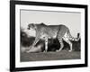 Cheetah, Namibia, Africa-Frank Krahmer-Framed Art Print