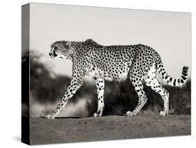 Cheetah, Namibia, Africa-Frank Krahmer-Stretched Canvas